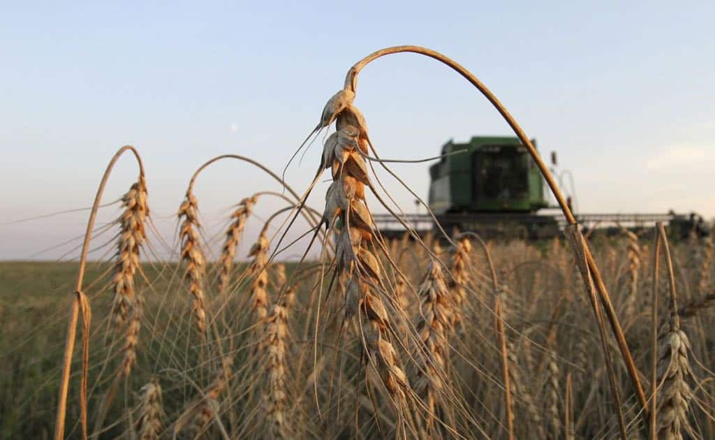 La FAO vuelve a recortar su previsión de producción mundial de cereales 2022/23