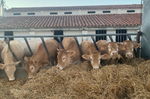 ASAJA CyL exige eliminar las pruebas de tuberculosis a terneros para cebo
