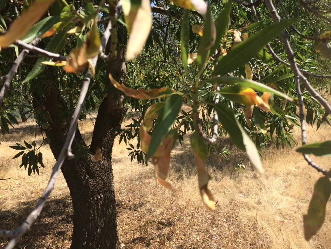 AVA-ASAJA alerta del importante avance de la Xylella fastidiosa en suelo portugués