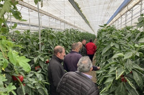 Krakos, la primera variedad de pimiento California rojo con resistencia a oídio de Basf
