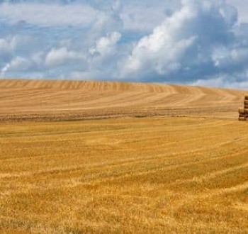La cosecha de cereales 2025 consolida un año excepcional y se sitúa entre las más altas de las últimas décadas