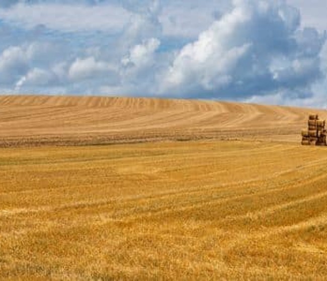 La cosecha de cereales 2025 consolida un año excepcional y se sitúa entre las más altas de las últimas décadas