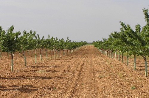 Cooperativas pide un plan de reconversión del almendro en Castilla-La Mancha