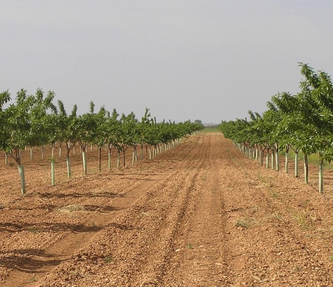 Cooperativas pide un plan de reconversión del almendro en Castilla-La Mancha