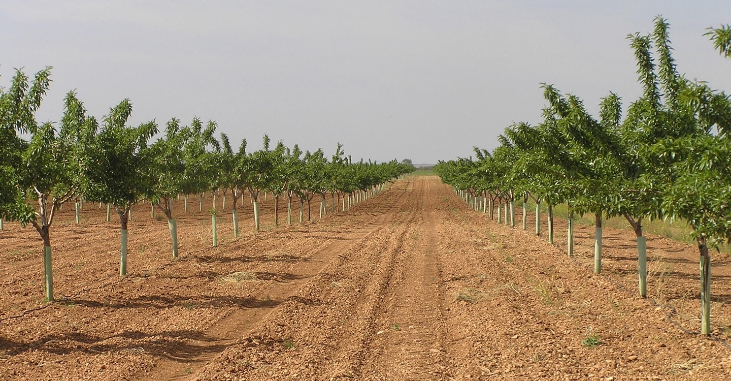 Cooperativas pide un plan de reconversión del almendro en Castilla-La Mancha