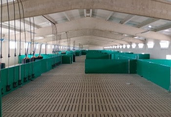 ICPOR obtiene su segundo certificado de bienestar animal