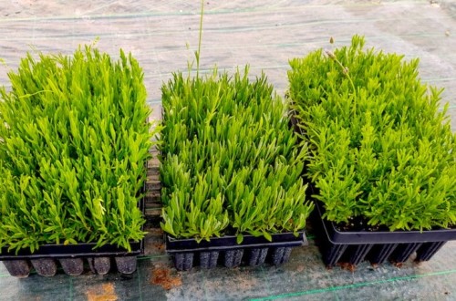 Packs de Biodiversidad de Koppert: lotes de plantas refugio para fomentar el control biológico