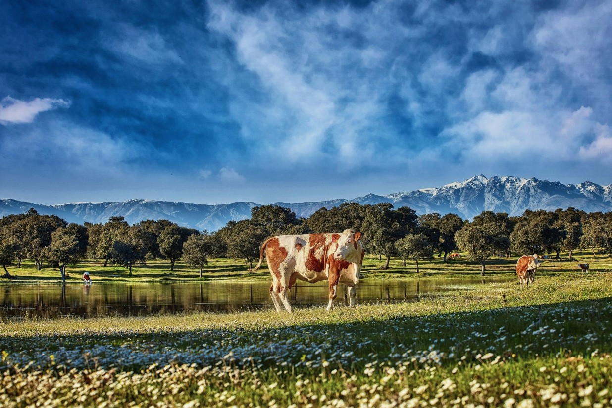 La Finca, primera cárnica española que compensa sus emisiones de CO2