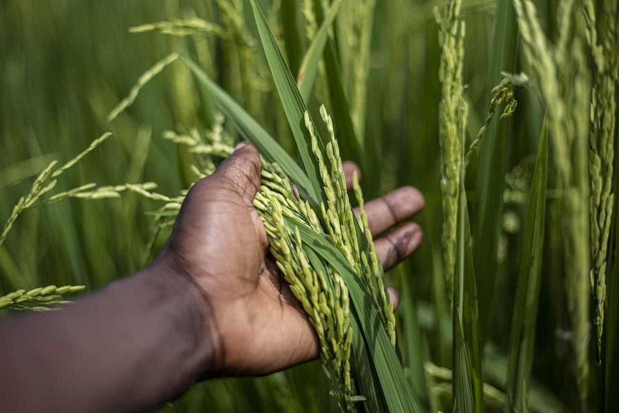 El TG de la UE anula los aranceles al arroz importado de Camboya y Birmania