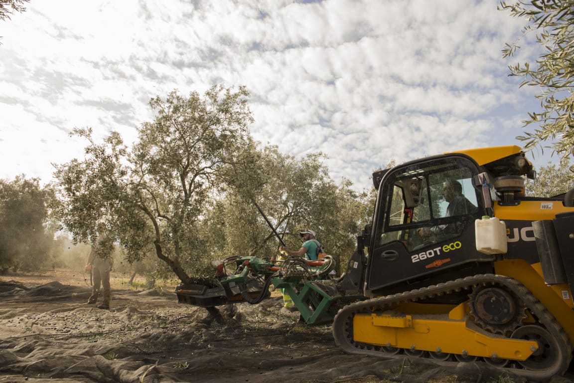 El mercado absorbió menos de 100.000 t  de aceite de oliva en diciembre