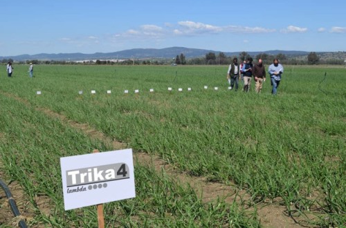Sipcam amplía su gama de insecticidas Trika con dos nuevos productos