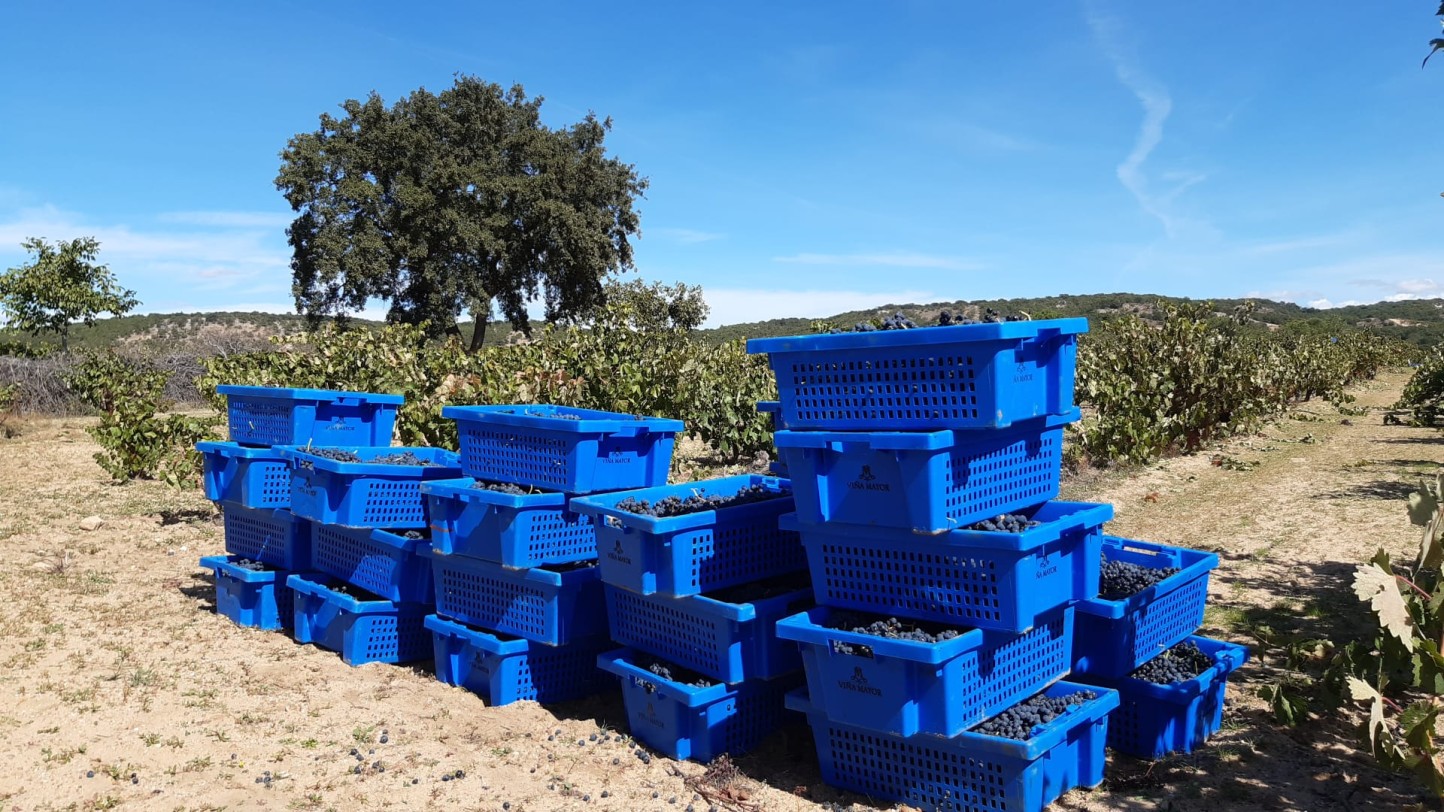 La producción española de vino y mosto se revisa al alza y supera los 40,5 Mhl en la actual campaña 2022/23