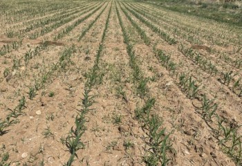 Soluciones de agricultura de precisión para el control de malas hierbas en maíz