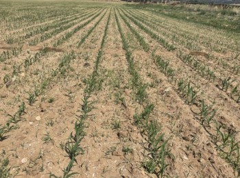 Soluciones de agricultura de precisión para el control de malas hierbas en maíz