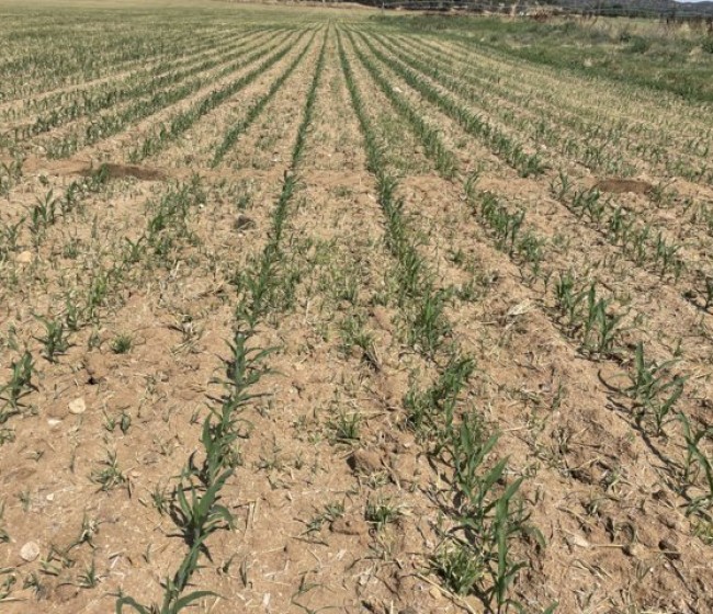 Soluciones de agricultura de precisión para el control de malas hierbas en maíz