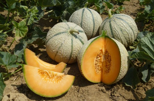 Basf adquiere la empresa de mejora vegetal de melones ASL