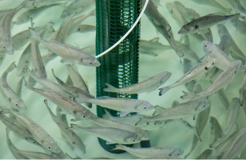 Curso avanzado de nutrición y salud de peces en acuicultura