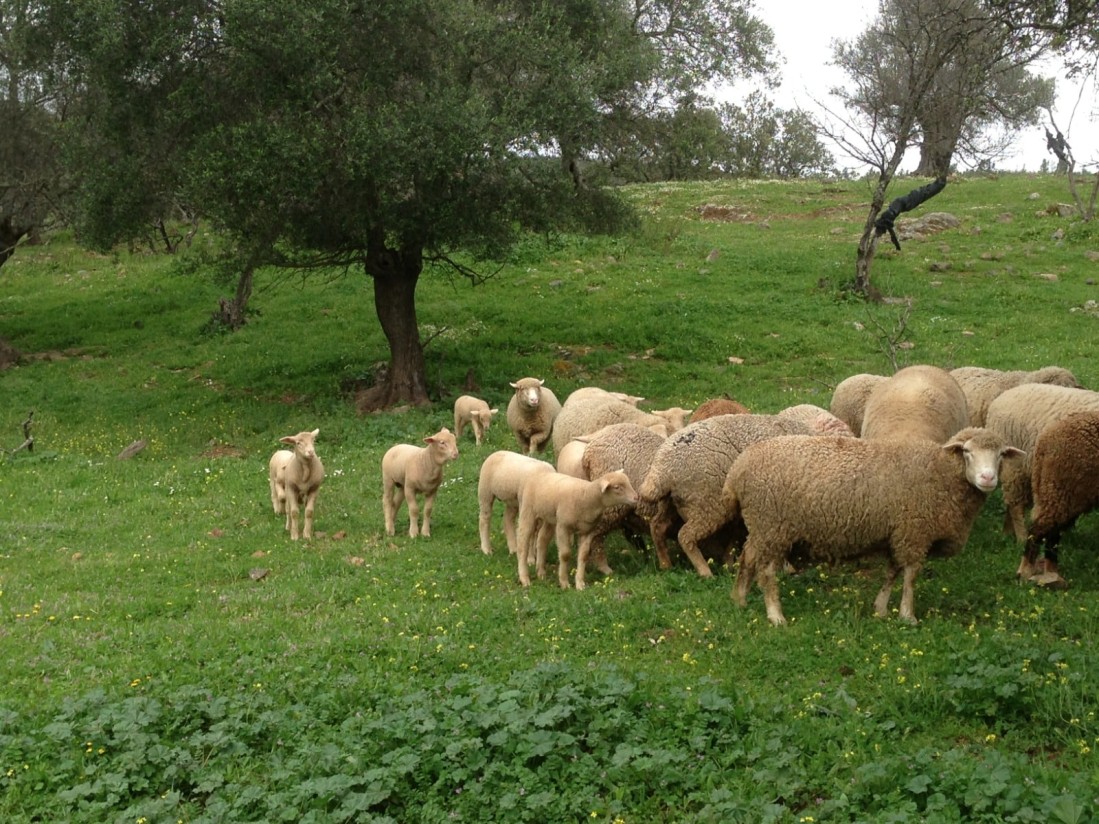 Andalucía pone fin a las restricciones de movimiento de animales afectados por la Viruela Ovina y Caprina