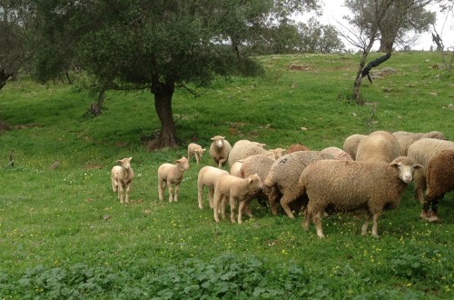 Andalucía pone fin a las restricciones de movimiento de animales afectados por la Viruela Ovina y Caprina
