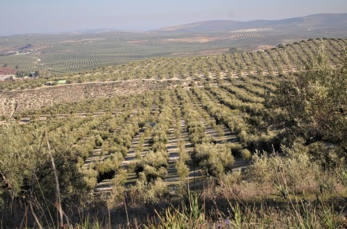 Polémica en el sector sobre la candidatura a Patrimonio Mundial de los Paisajes del Olivar de Andalucía