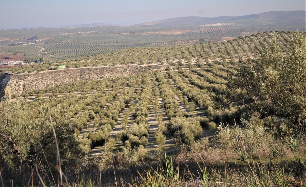 Polémica en el sector sobre la candidatura a Patrimonio Mundial de los Paisajes del Olivar de Andalucía