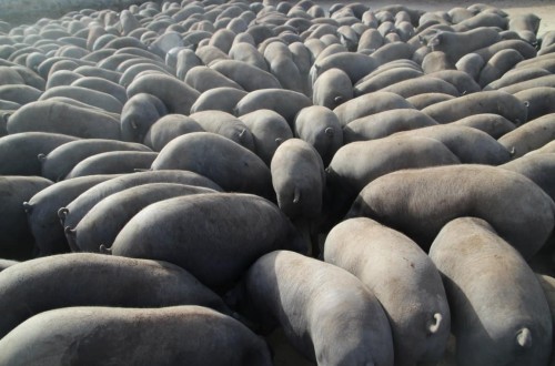 Cooperativas de Andalucía alerta del creciente abandono de explotaciones de Ibérico por la falta de rentabilidad