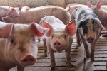 El Gobierno chino establece una tasa provisional del 20% a las empresas españolas de porcino, la menor de toda Europa