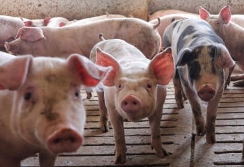 El Gobierno chino establece una tasa provisional del 20% a las empresas españolas de porcino, la menor de toda Europa