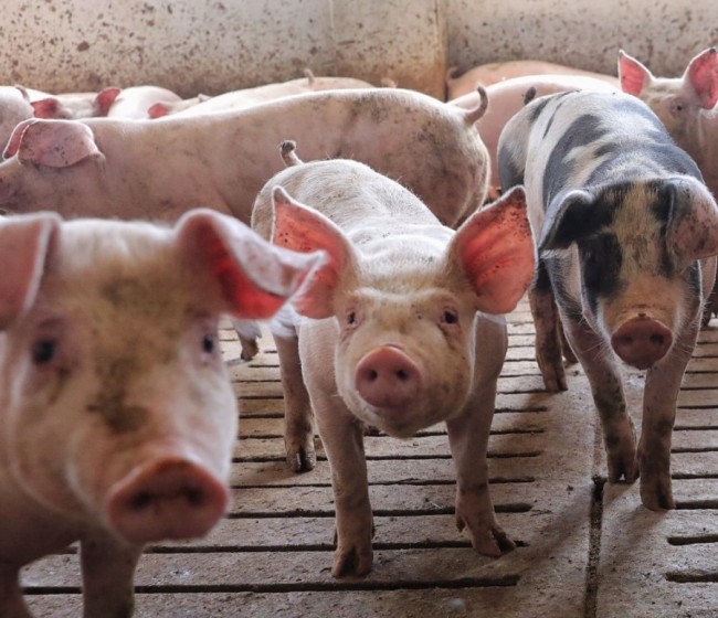 El Grupo de Reflexión sobre Carne de Porcino de la UE incide en afrontar los retos de sostenibilidad y seguridad alimentaria