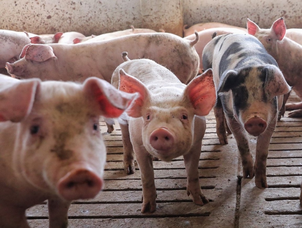 El Grupo de Reflexión sobre Carne de Porcino de la UE incide en afrontar los retos de sostenibilidad y seguridad alimentaria