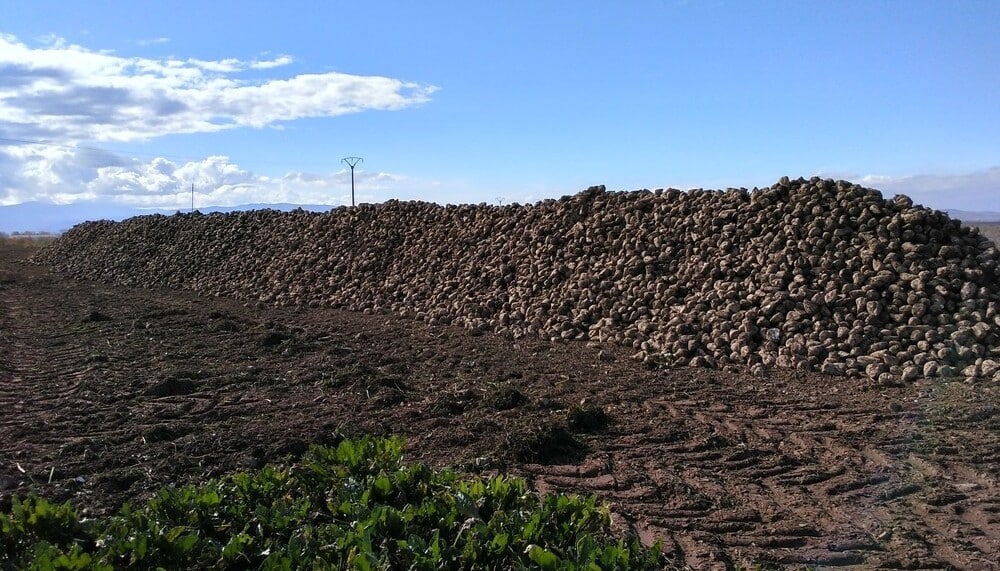 El TJUE se opone al uso excepcional de plaguicidas neonicotinoides en el tratamiento de semillas