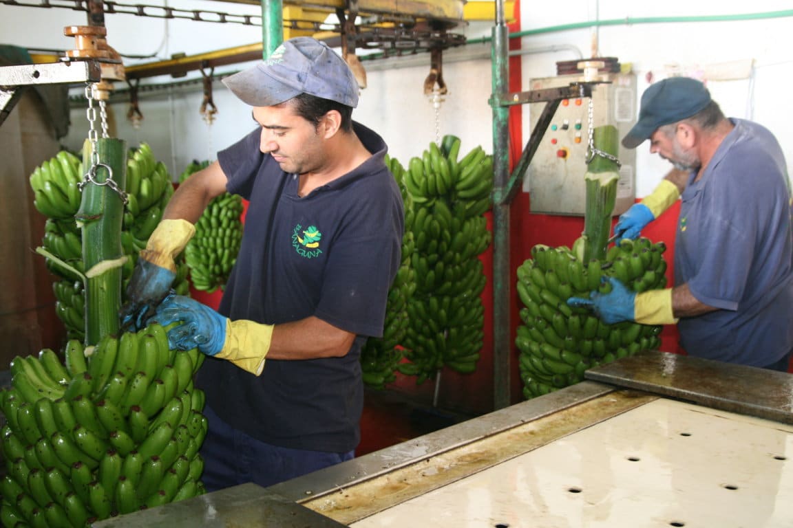 Plátano de Canarias recupera producción y baja más del 35% su PVP