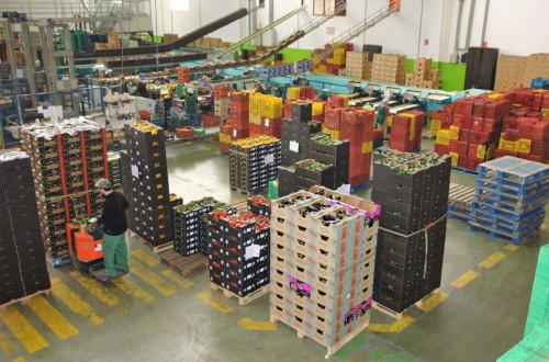 Coexphal alerta de desabastecimiento de frutas y hortalizas por el mal tiempo