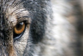 ASAJA-CyL deplora que el Gobierno rechace cambiar el estatus de sobreprotección del lobo