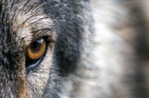 ASAJA-CyL deplora que el Gobierno rechace cambiar el estatus de sobreprotección del lobo