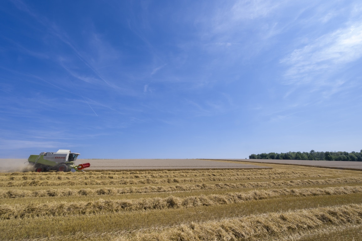 El CIC reduce la producción mundial de cereales por la menor cosecha de maíz en 2022/23