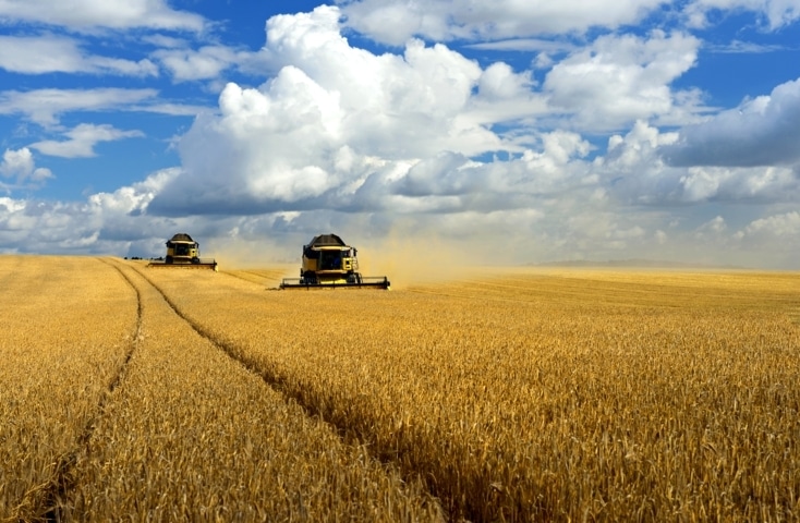 La Unión Europea, principal destino del trigo ucraniano