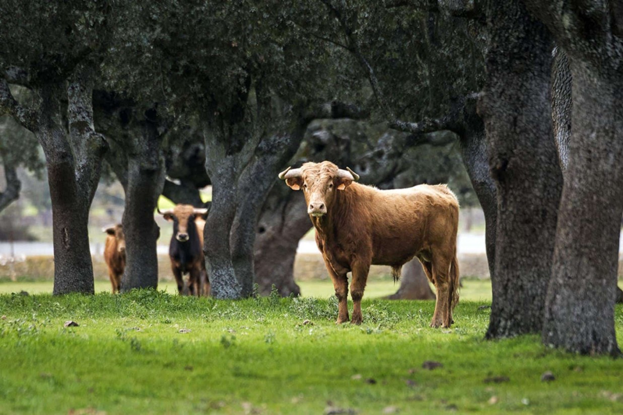 Más de 30 razas ganaderas tendrán presencia en SICampo