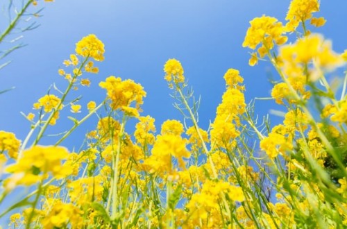 Recomendaciones de Fertiberia para una fertilización nitrogenada sostenible