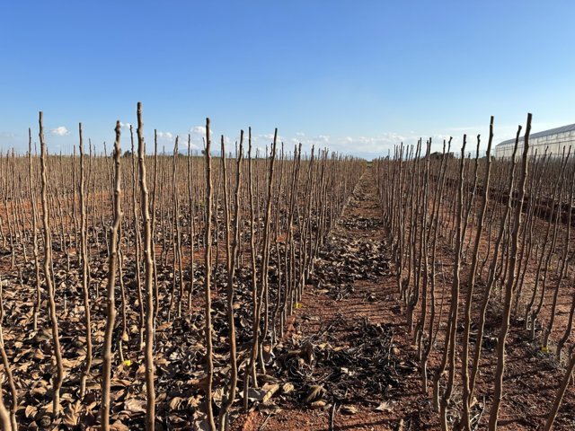 Viveros Hernandorena: más de 400.000 plantas a raíz desnuda vendidas en lo que va de campaña