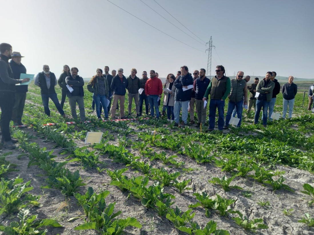 Jornada en Sevilla sobre estrategias de control de malas hierbas en remolacha