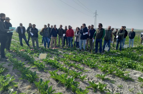 Jornada en Sevilla sobre estrategias de control de malas hierbas en remolacha
