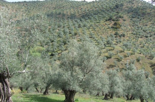 Andalucía aprueba la primera Estrategia para el Sector del Olivar Horizonte 2027 con un presupuesto de 986 millones