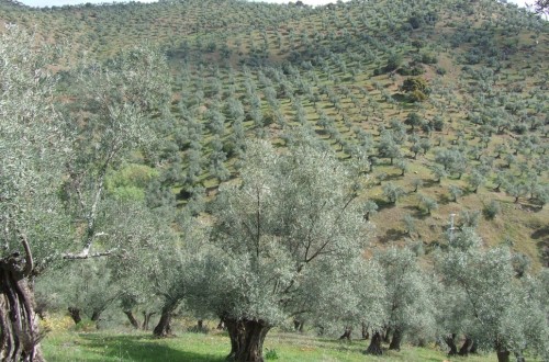 Cataluña anuncia un quinto paquete de ayudas al olivar por 7 millones