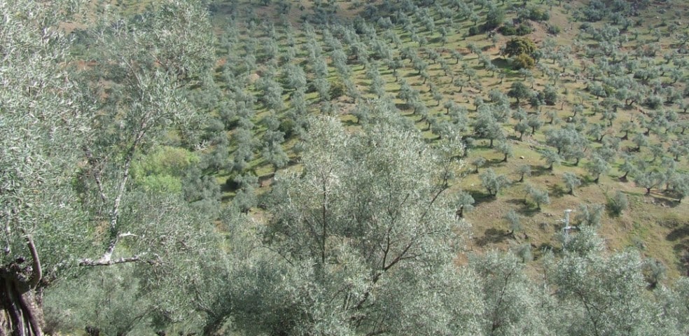 Olivar_