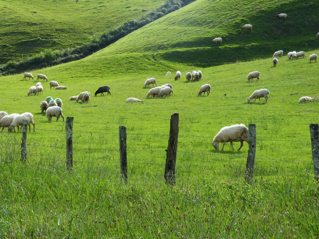 El aumento de precios en origen de la leche de oveja y cabra en 2022 no evitó una menor producción y menos ganaderos