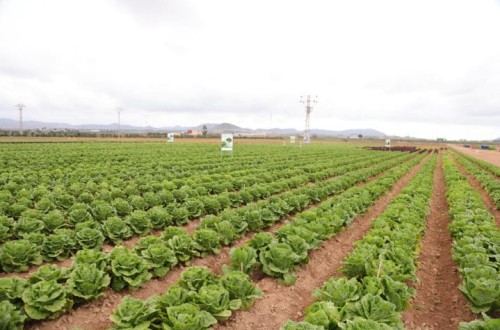 Ramiro Arnedo presenta sus nuevas variedades de lechuga resistentes a fusarium y bremia