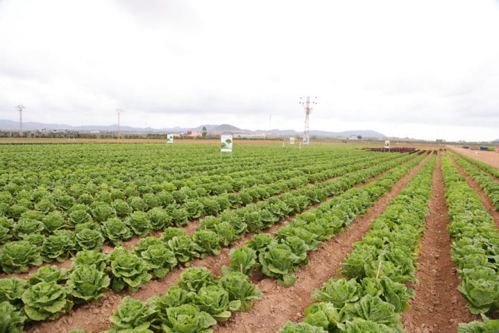 Ramiro Arnedo presenta sus nuevas variedades de lechuga resistentes a fusarium y bremia