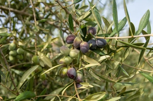 Sultana, la nueva variedad de olivar de Balam Agriculture para plantaciones en alta densidad