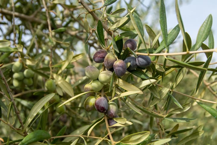 Sultana, la nueva variedad de olivar de Balam Agriculture para plantaciones en alta densidad